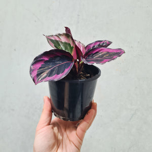 Calathea Red Mojo - 100mm