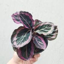 Load image into Gallery viewer, Calathea Red Mojo - 100mm
