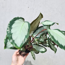 Load image into Gallery viewer, Calathea Royal Standard - 100mm
