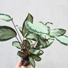 Load image into Gallery viewer, Calathea Royal Standard - 100mm
