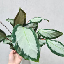 Load image into Gallery viewer, Calathea Royal Standard - 100mm
