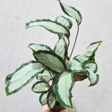 Load image into Gallery viewer, Calathea Royal Standard - 100mm
