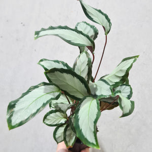 Calathea Royal Standard - 100mm
