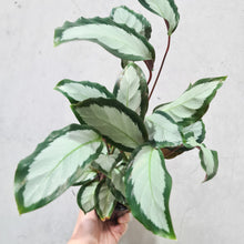 Load image into Gallery viewer, Calathea Royal Standard - 100mm
