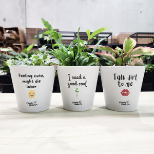 Trio Cheeky Pots Pack - Cheeky Plant Co. Pots - 13.5cmD x 11.5cmH