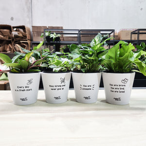 Potted Plants in Positive Pots Four Pack Gift - Sydney Only