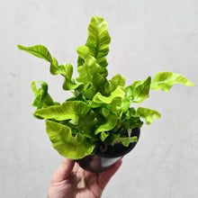 Load image into Gallery viewer, Asplenium Nidus &#39;Crispy Wave&#39; - Bird&#39;s Nest Fern - 100mm
