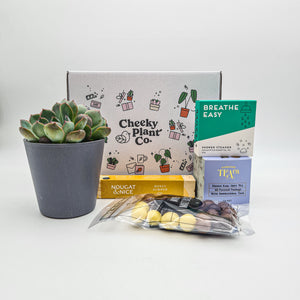 Get Well Soon - Succulent Gift Box