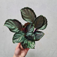 Load image into Gallery viewer, Calathea Northern Sky - 100mm
