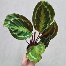 Load image into Gallery viewer, Calathea Anaconda - 100mm
