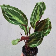 Load image into Gallery viewer, Calathea Anaconda - 100mm
