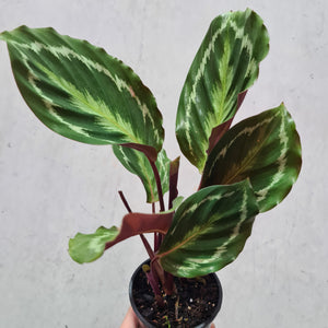 Calathea Anaconda - 100mm