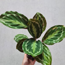 Load image into Gallery viewer, Calathea Anaconda - 100mm
