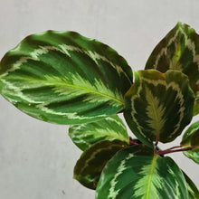 Load image into Gallery viewer, Calathea Anaconda - 100mm
