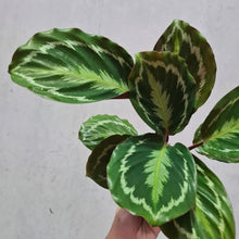 Load image into Gallery viewer, Calathea Anaconda - 100mm
