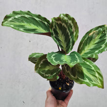 Load image into Gallery viewer, Calathea Anaconda - 100mm
