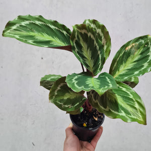 Calathea Anaconda - 100mm