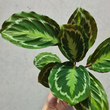 Load image into Gallery viewer, Calathea Anaconda - 100mm
