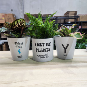 Hoe Pots Pack - Cheeky Plant Co. Pots