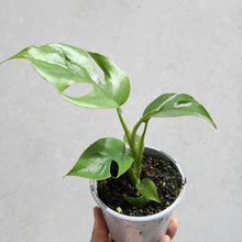 Load image into Gallery viewer, Rhaphidophora tetrasperma Mini Monstera - 105mm
