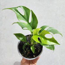 Load image into Gallery viewer, Rhaphidophora tetrasperma Mini Monstera - 105mm
