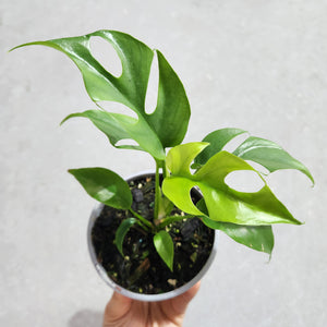 Rhaphidophora tetrasperma Mini Monstera - 105mm