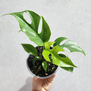 Rhaphidophora tetrasperma Mini Monstera - 105mm