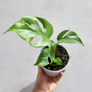 Rhaphidophora tetrasperma Mini Monstera - 105mm