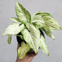 Load image into Gallery viewer, Syngonium Randy - 130mm
