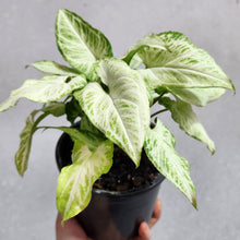 Load image into Gallery viewer, Syngonium Randy - 130mm
