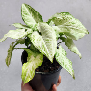 Syngonium Randy - 130mm