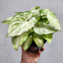 Load image into Gallery viewer, Syngonium Randy - 130mm
