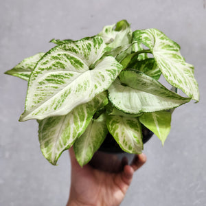 Syngonium Randy - 130mm