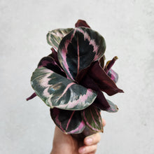 Load image into Gallery viewer, Calathea Red Mojo - 100mm
