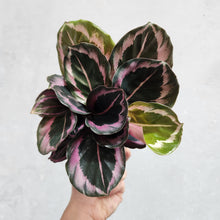 Load image into Gallery viewer, Calathea Red Mojo - 100mm

