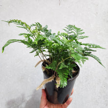 Load image into Gallery viewer, Humata Tyermanii / White Rabbit&#39;s Foot Fern - 130mm
