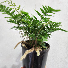 Load image into Gallery viewer, Humata Tyermanii / White Rabbit&#39;s Foot Fern - 130mm
