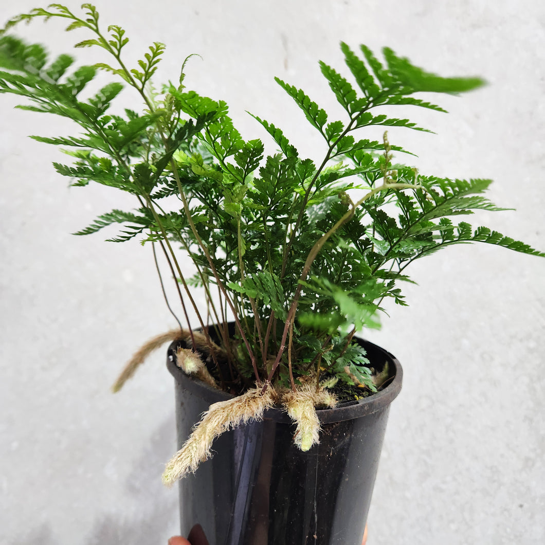 Humata Tyermanii / White Rabbit's Foot Fern - 130mm