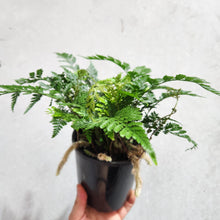 Load image into Gallery viewer, Humata Tyermanii / White Rabbit&#39;s Foot Fern - 130mm

