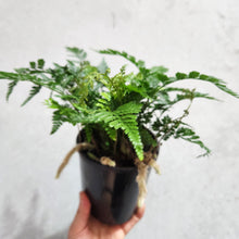 Load image into Gallery viewer, Humata Tyermanii / White Rabbit&#39;s Foot Fern - 130mm
