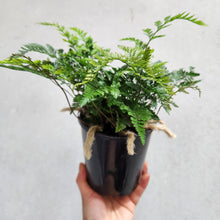 Load image into Gallery viewer, Humata Tyermanii / White Rabbit&#39;s Foot Fern - 130mm
