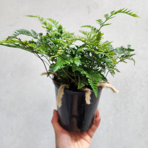 Humata Tyermanii / White Rabbit's Foot Fern - 130mm