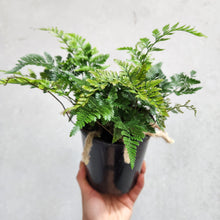 Load image into Gallery viewer, Humata Tyermanii / White Rabbit&#39;s Foot Fern - 130mm
