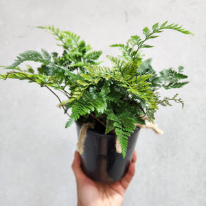 Humata Tyermanii / White Rabbit's Foot Fern - 130mm