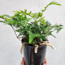 Load image into Gallery viewer, Humata Tyermanii / White Rabbit&#39;s Foot Fern - 130mm
