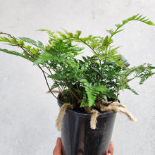 Load image into Gallery viewer, Humata Tyermanii / White Rabbit&#39;s Foot Fern - 130mm
