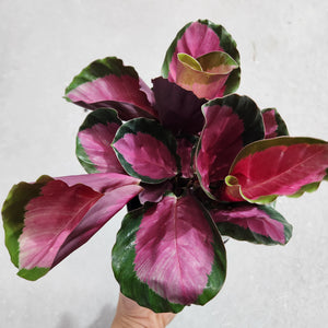 Calathea Rosy - 100mm