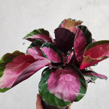 Load image into Gallery viewer, Calathea Rosy - 100mm
