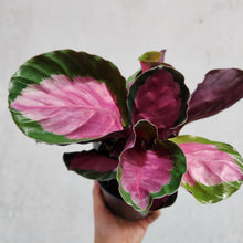 Load image into Gallery viewer, Calathea Rosy - 100mm
