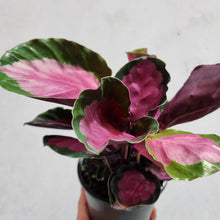 Load image into Gallery viewer, Calathea Rosy - 100mm
